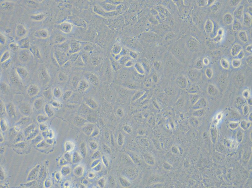 C166 Cell Complete Medium - small - 6