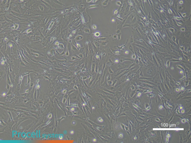 Mouse Intestinal Fibroblast Complete MediumMouse Intestinal Fibroblast Complete Medium - 3