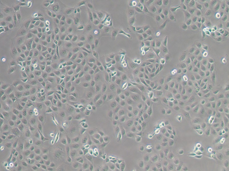 WSU-HN6 Cell Complete Medium - 2
