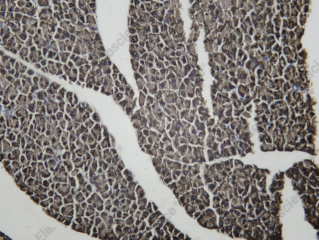 Recombinant TLR5 Monoclonal Antibody - 2