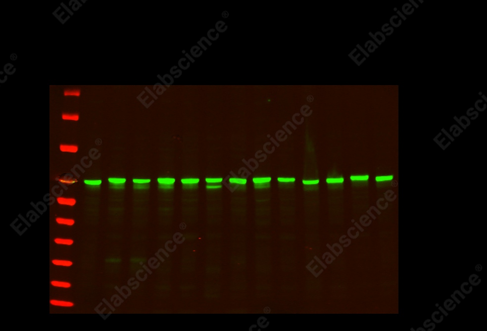 Recombinant NF-κB p65 Monoclonal Antibody - 1