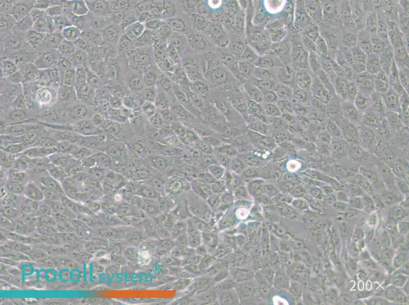 CFPAC-1 Cell Complete Medium - small - 4