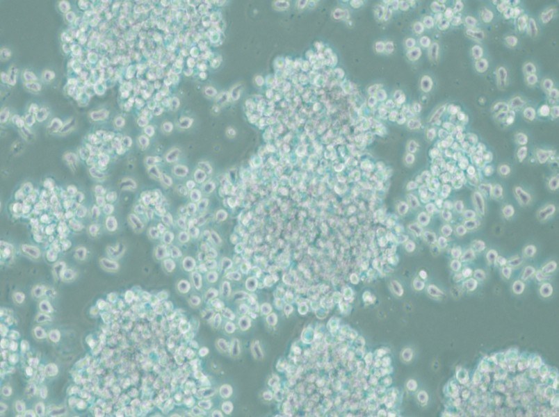 SUP-T1 Cell Complete Medium - small - 5