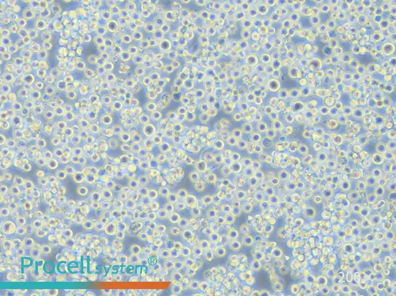 H22 Cell Complete Medium - small - 6