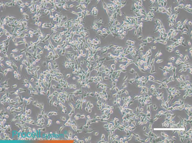 MFC Cell Complete Medium - 3