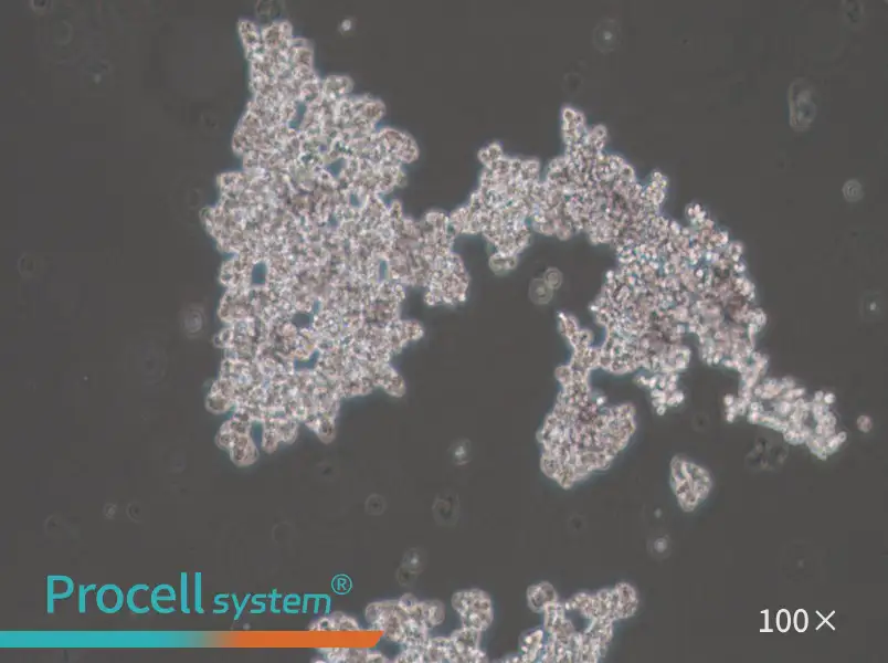 PC-12 (Undifferentiated)PC-12 (Undifferentiated) - 2