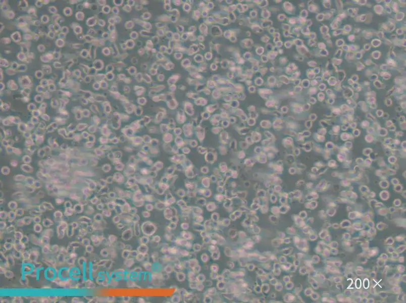 GM23688 Cell Complete Medium - 5