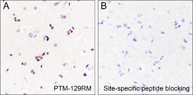 Recombinant Histone H3 (Acetyl Lys64) Monoclonal Antibody - small - 2