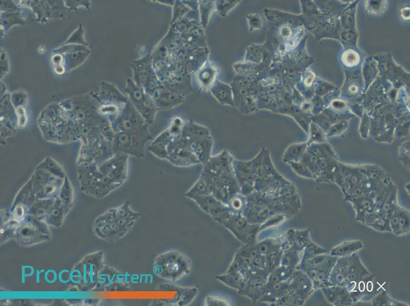 NCI-H1395 Cell Complete Medium - 5