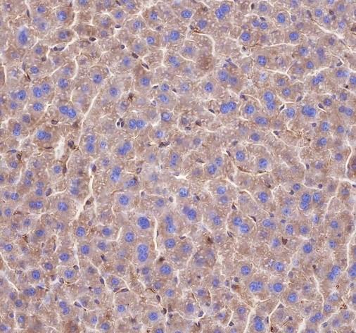 Recombinant beta Tubulin Monoclonal Antibody - small - 4