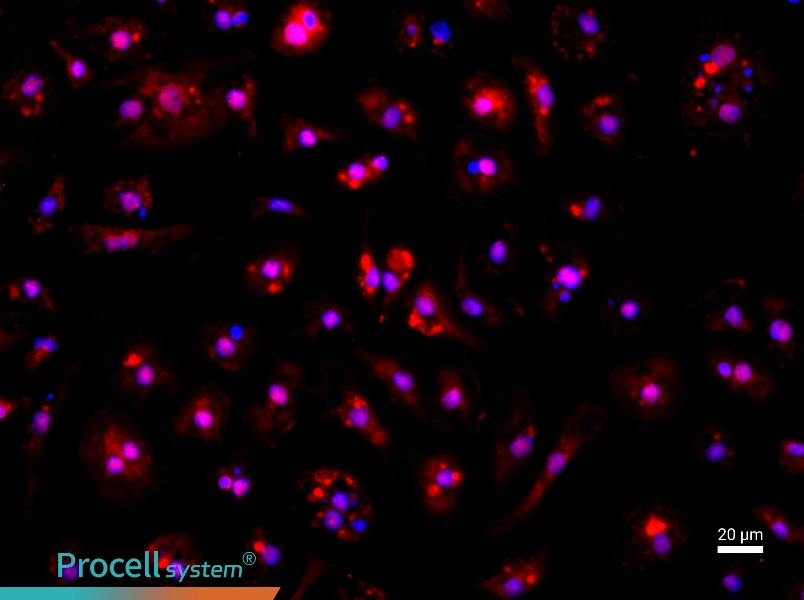 Mouse Bone Marrow-Derived Endothelial Progenitor Cell Complete Medium - 2