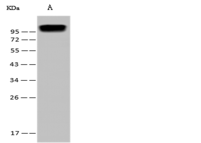 CD34 Monoclonal Antibody