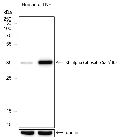 Recombinant Phospho-IKB alpha (Ser32, Ser36) Monoclonal Antibody-searchlist-1