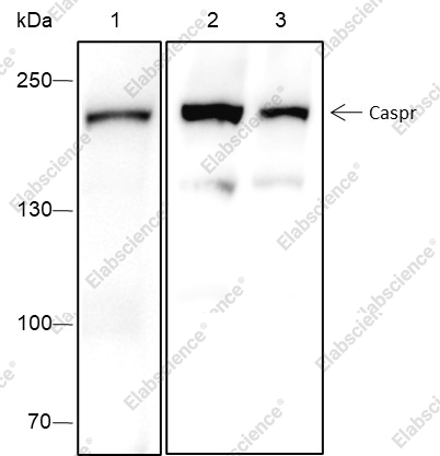 Recombinant Caspr Monoclonal Antibody - 1