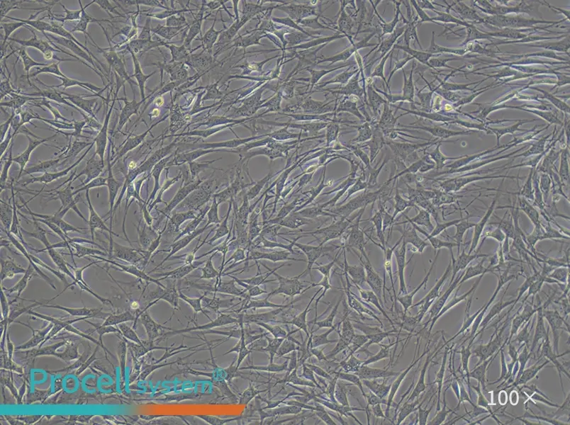 OP9 Cell Complete MediumOP9 Cell Complete Medium - 3