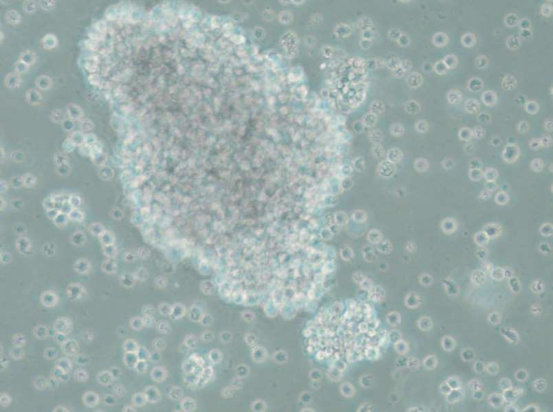 SU-DHL-10 Cell Complete Medium - 5