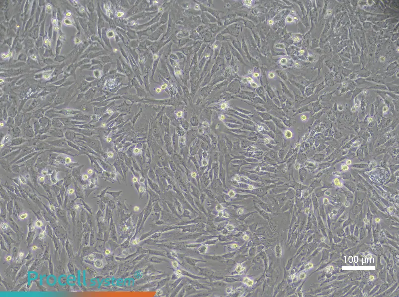Rabbit Nucleus Pulposus Cell Complete Medium - 1