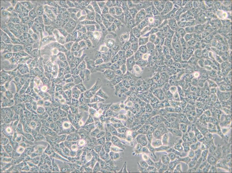 SN12C Cell Complete Medium - 6