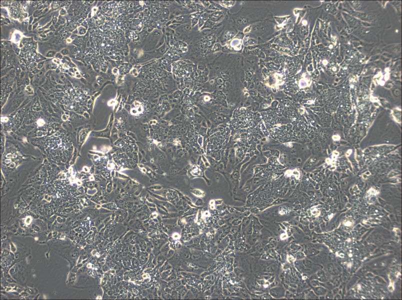 CL-11 Cell Complete Medium-searchlist-1