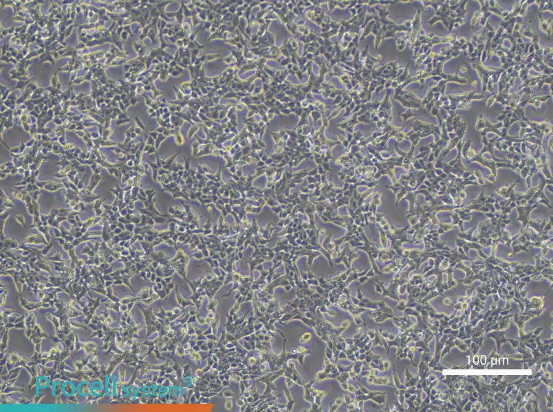 22RV1 Cell Complete Medium - 3