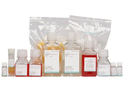 Rat Astrocyte Isolation and Culture KitRat Astrocyte Isolation and Culture Kit - 2