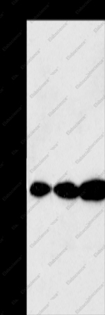 GSR Polyclonal Antibody - 1