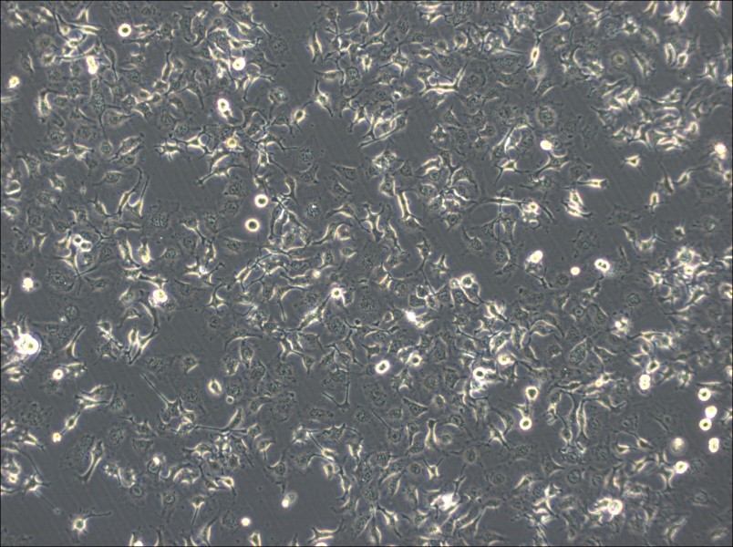 HCC1588 Cell Complete MediumHCC1588 Cell Complete Medium - 2