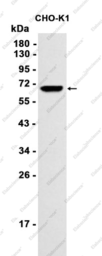 Recombinant MMP14 Monoclonal Antibody - 1