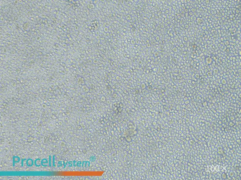 LP-1 Cell Complete MediumLP-1 Cell Complete Medium - 3