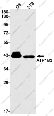 Recombinant ATP1B3 Monoclonal Antibody - 1