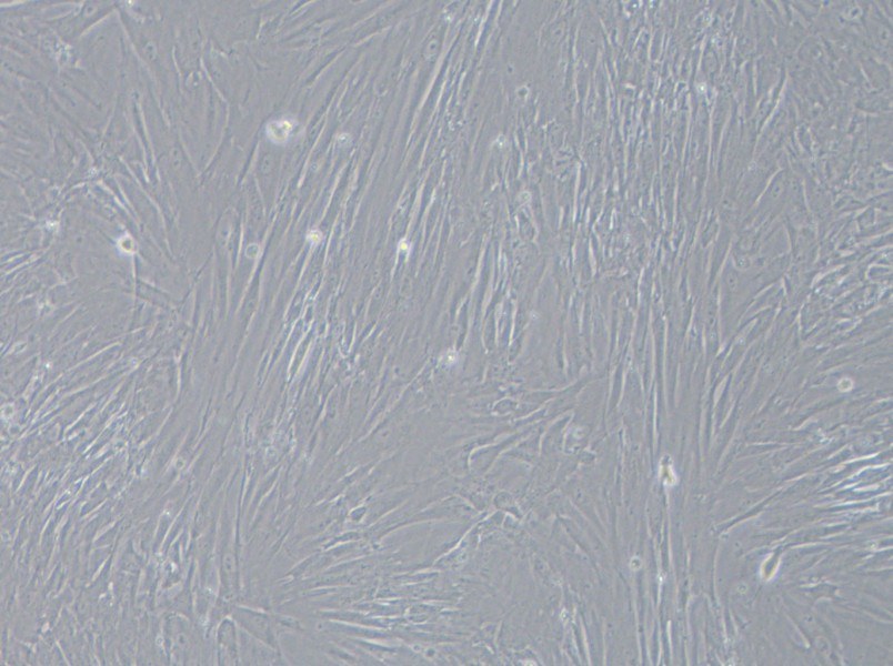 IMR-90 Cell Complete Medium - small - 4