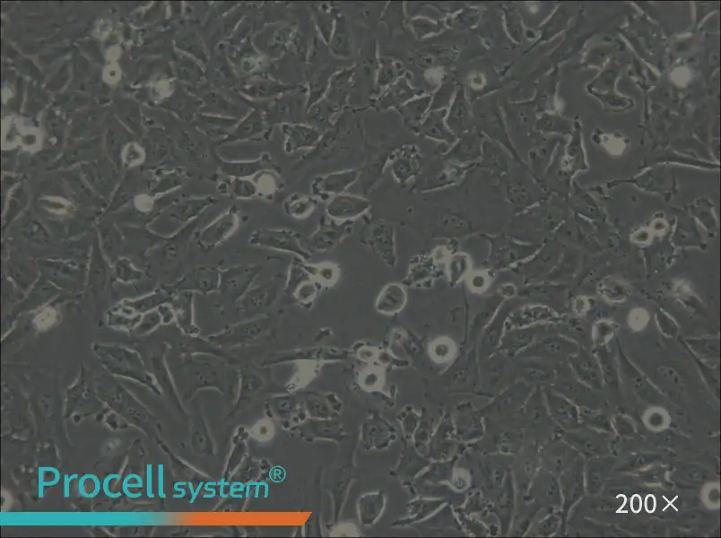 LN-18 Cell Complete Medium - 5