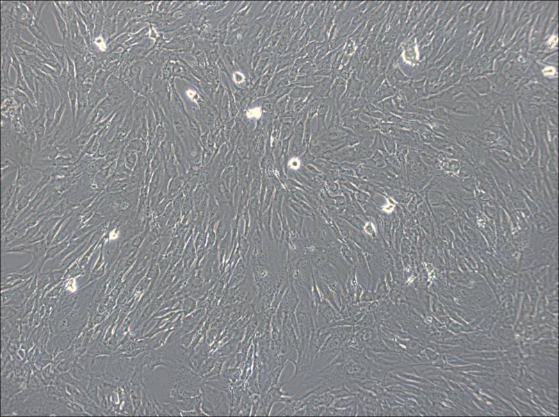 hTERT-HPNE Cell Complete Medium - 3