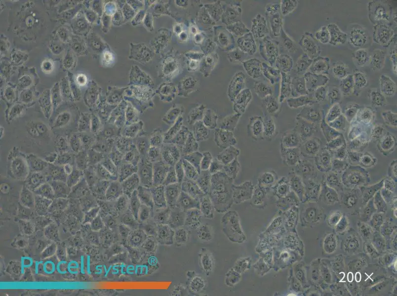 NCI-H838 Cell Complete Medium - small - 6