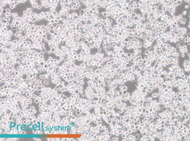 Sf21 Cell Complete Medium - 1