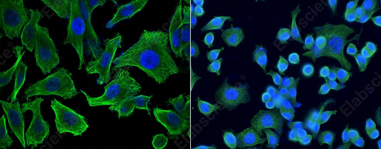 MCP-3/CCL7 Monoclonal Antibody - 1