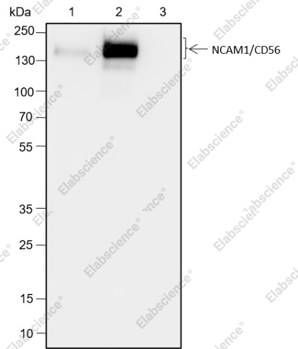 Recombinant NCAM1/CD56 Monoclonal Antibody - 3