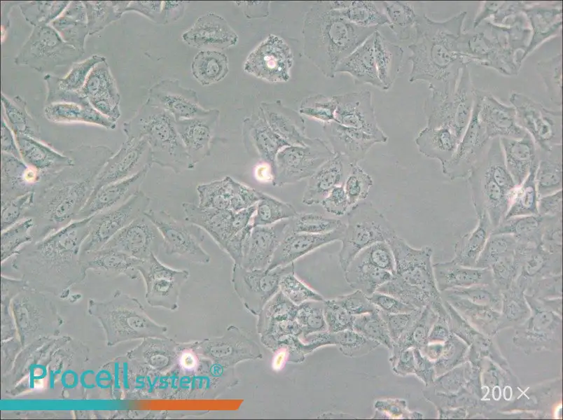 NCI-H1563 Cell Complete Medium - 6