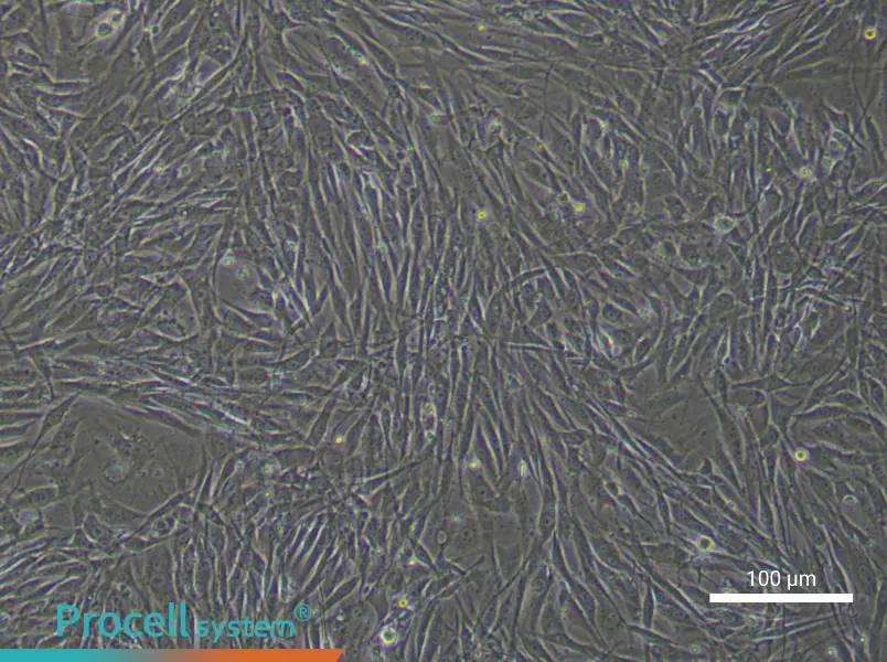 Human Dental Pulp Stem Cell Complete Medium - 3