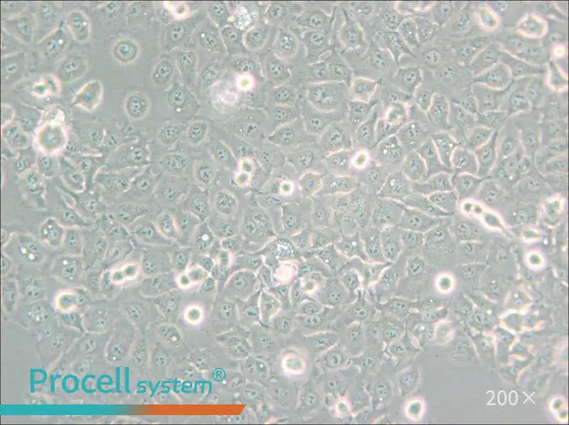 KYSE-150 Cell Complete Medium - 4