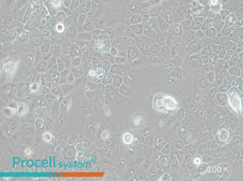 SCC-25 [SCC 25; SCC25] Cell Complete Medium - small - 6