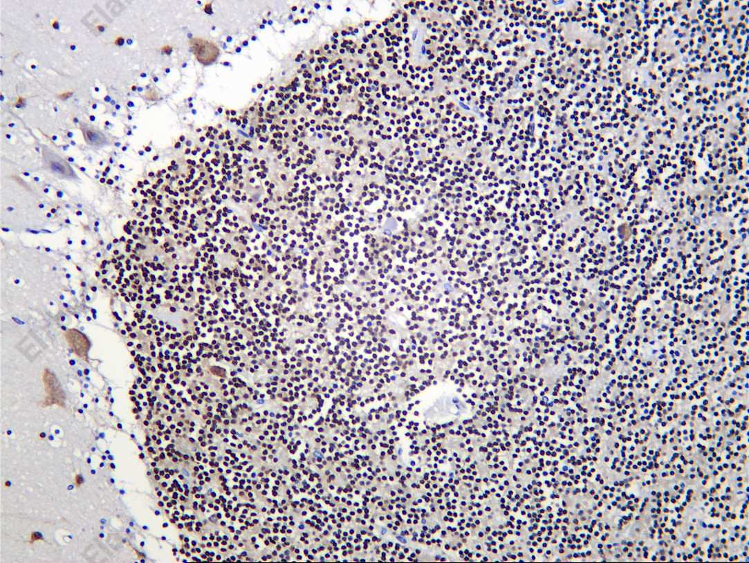 Recombinant NOVA1 Monoclonal Antibody - 2