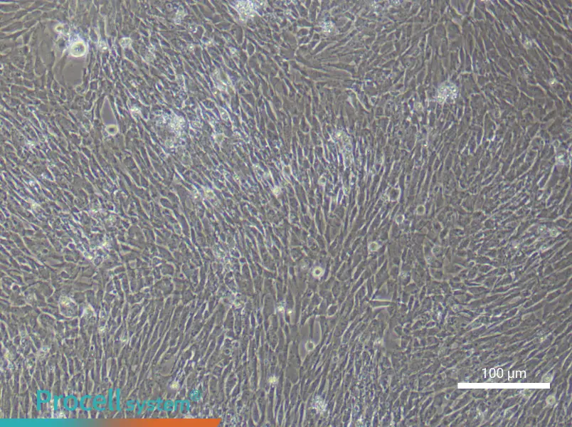 Mouse Ovarian Granulosa (Primary cell immortalization) Cell Complete MediumMouse Ovarian Granulosa (Primary cell immortalization) Cell Complete Medium - 3