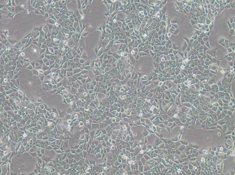 BFTC-905 Cell Complete MediumBFTC-905 Cell Complete Medium - 2