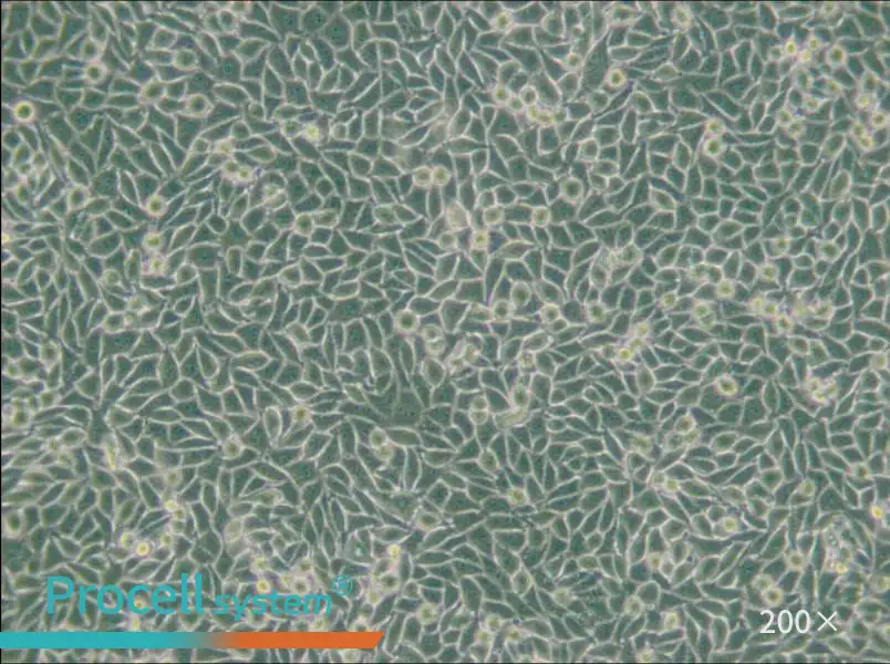 LM/TK [LMTK-] Cell Complete Medium - small - 6