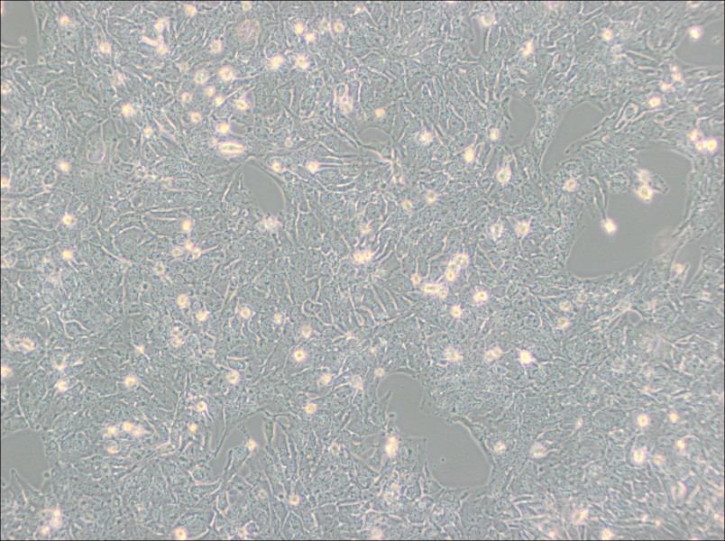 TTA1 Cell Complete Medium-searchlist-1