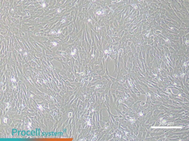 Rat Oral Mucosal Fibroblast Complete Medium - 1
