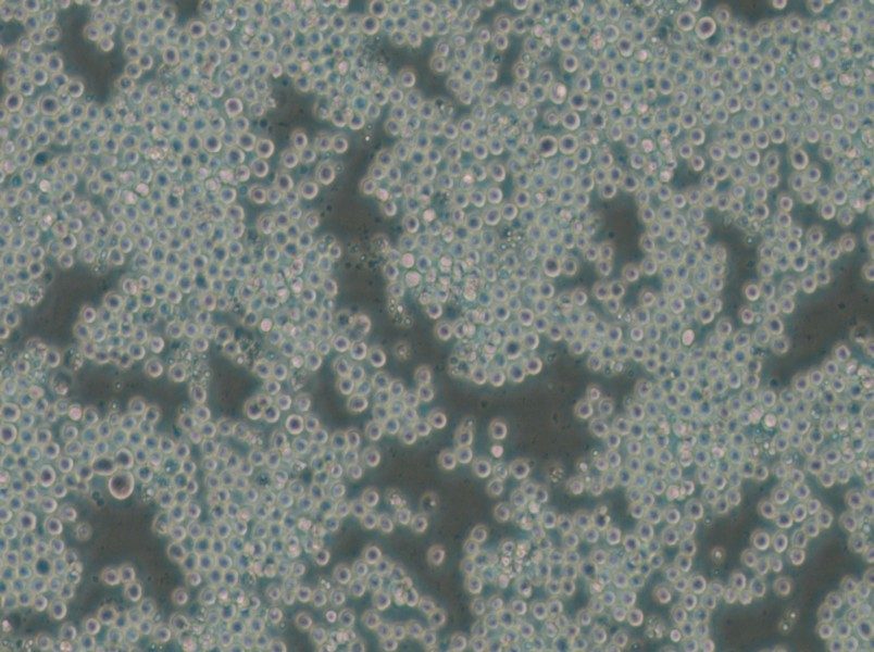 P3/NSI/1-Ag4-1 [NS-1] Cell Complete Medium - small - 6