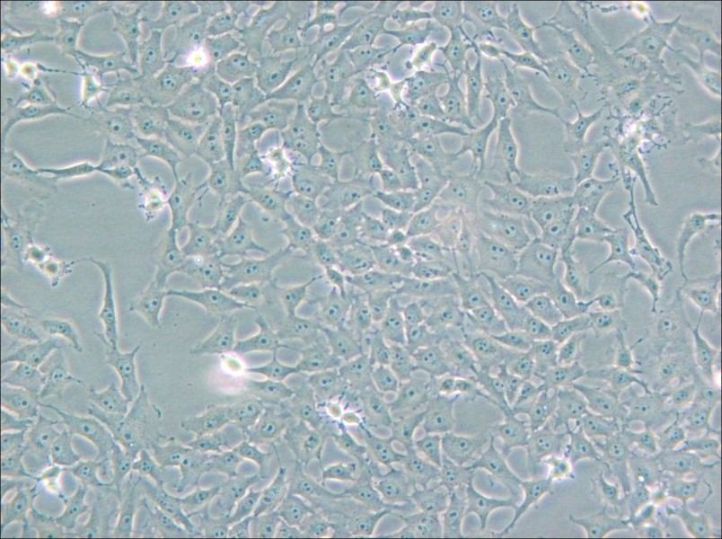 Mv.1.Lu [NBL-7] Cell Complete Medium - small - 4