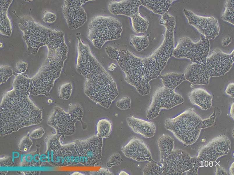 RT4 Cell Complete Medium - 3